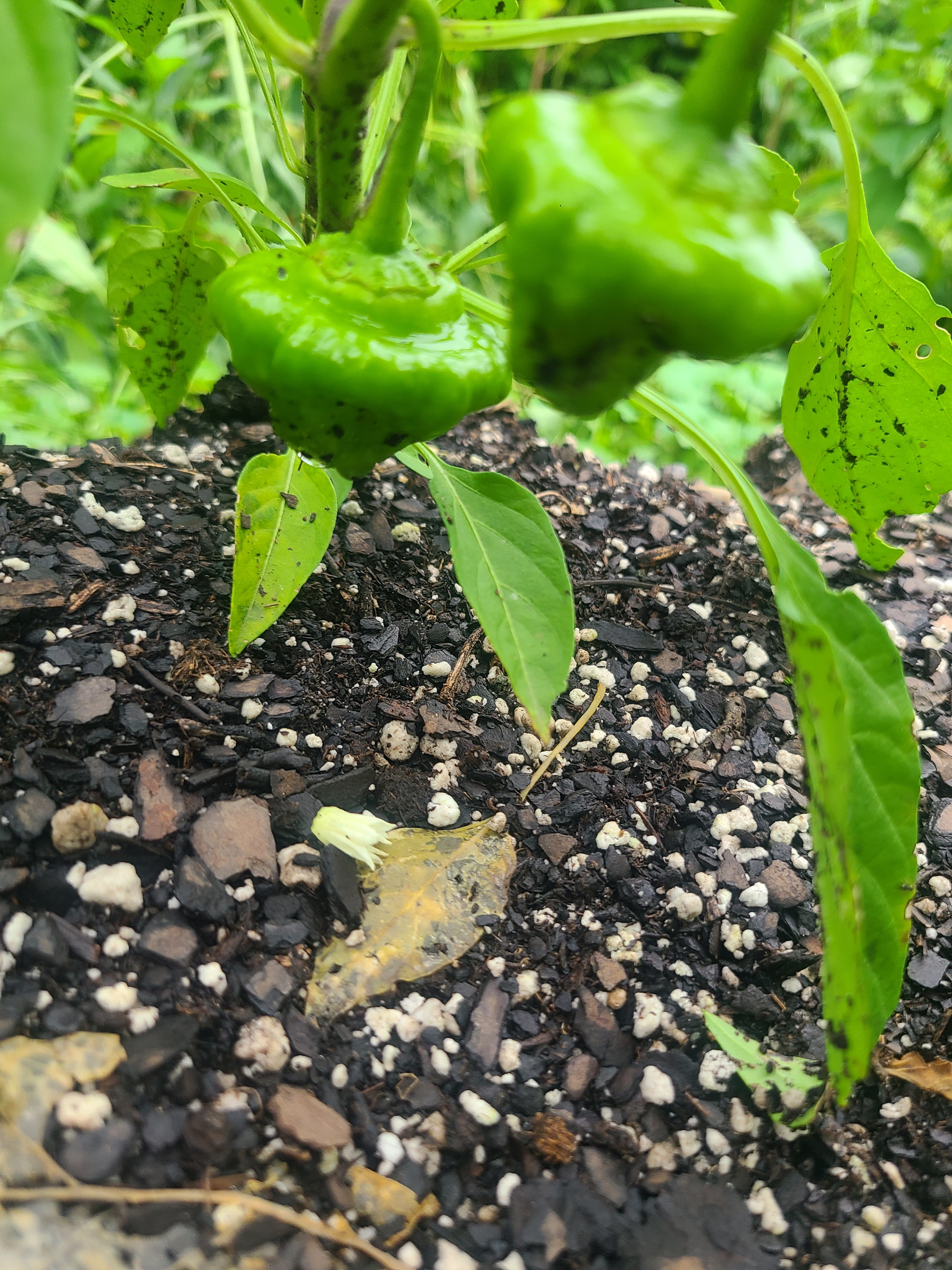 Jamaican Mushroom Pepper