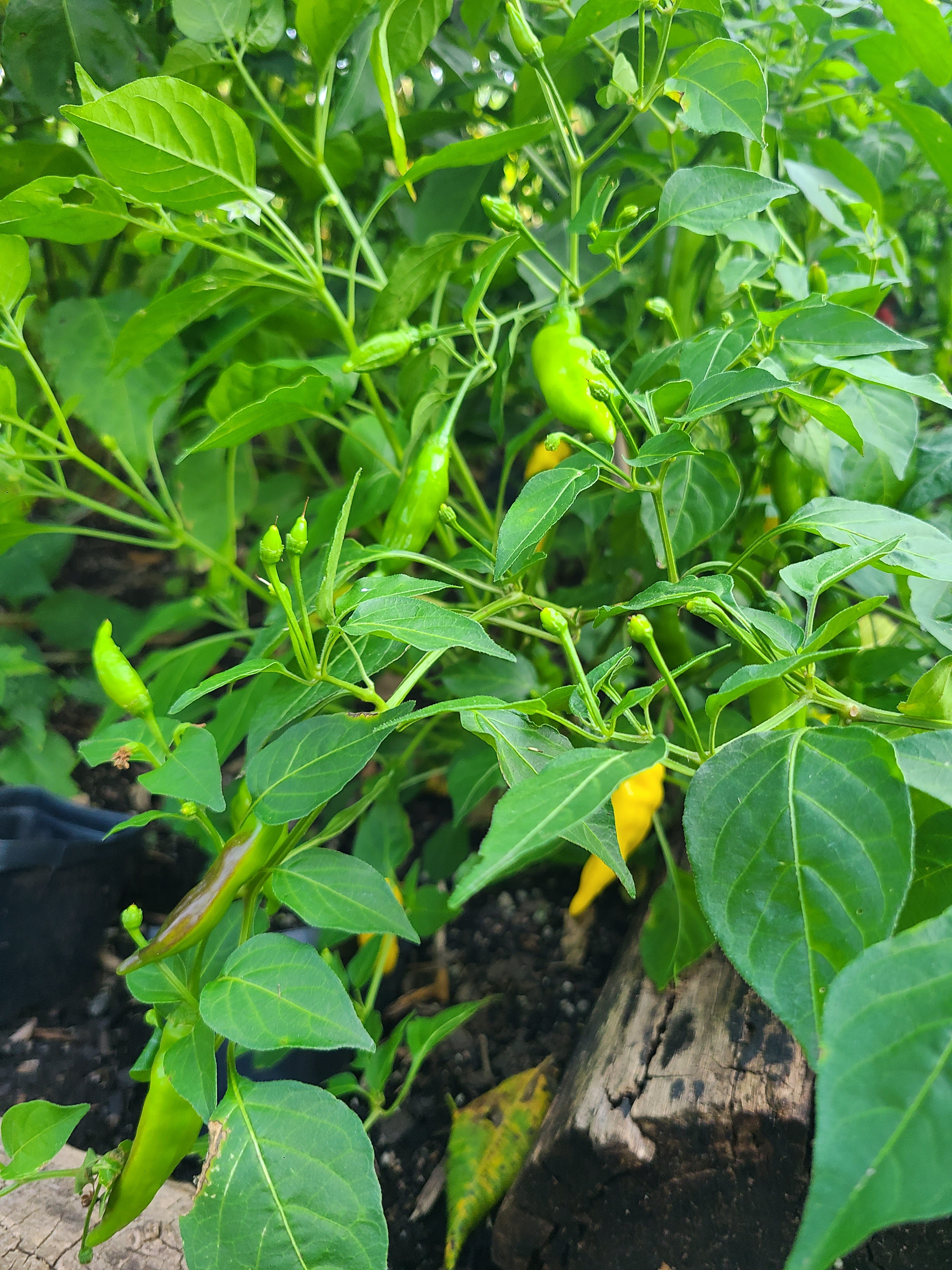 Aji Pineapple