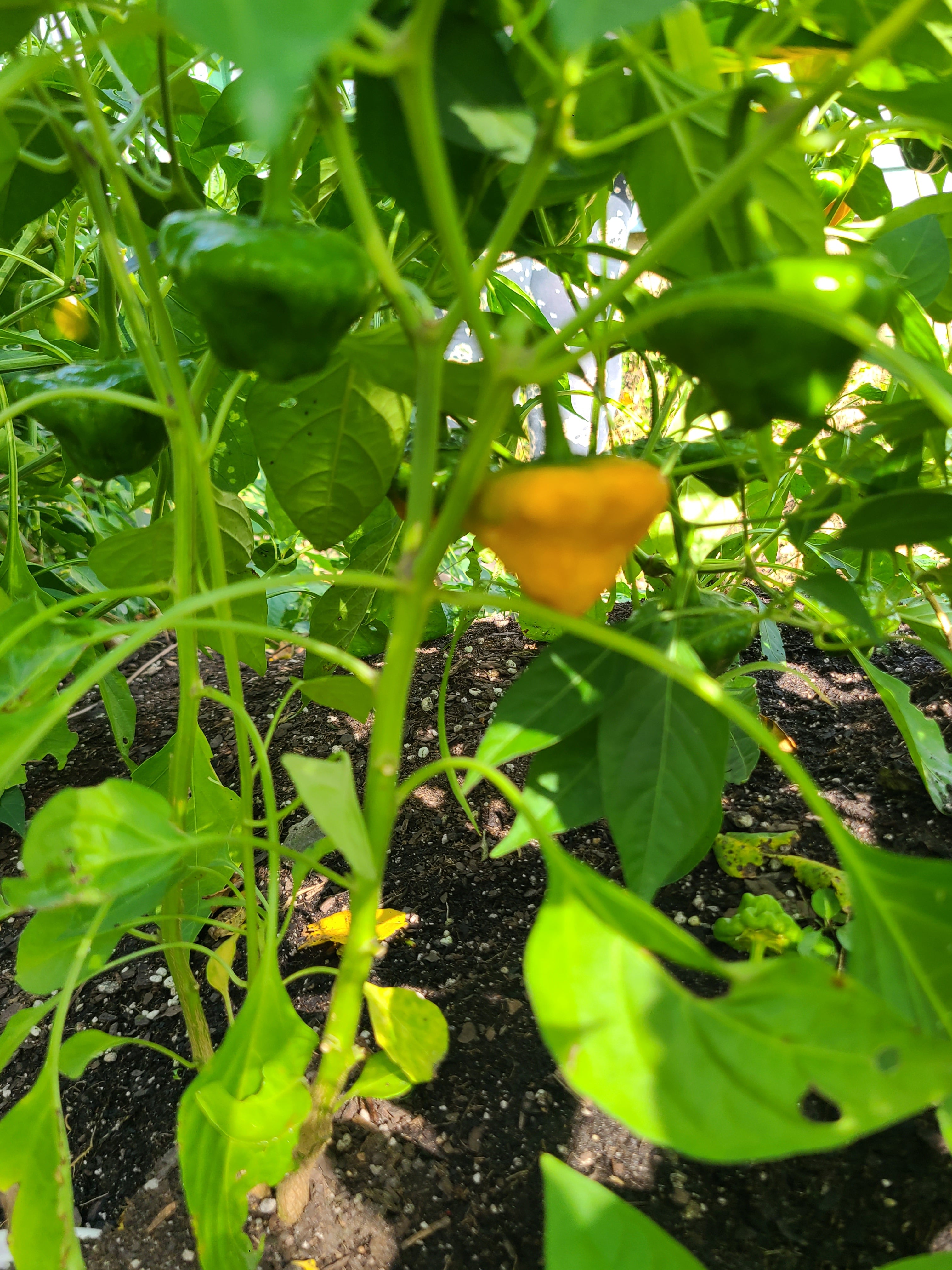 Aji Lemon Starburst