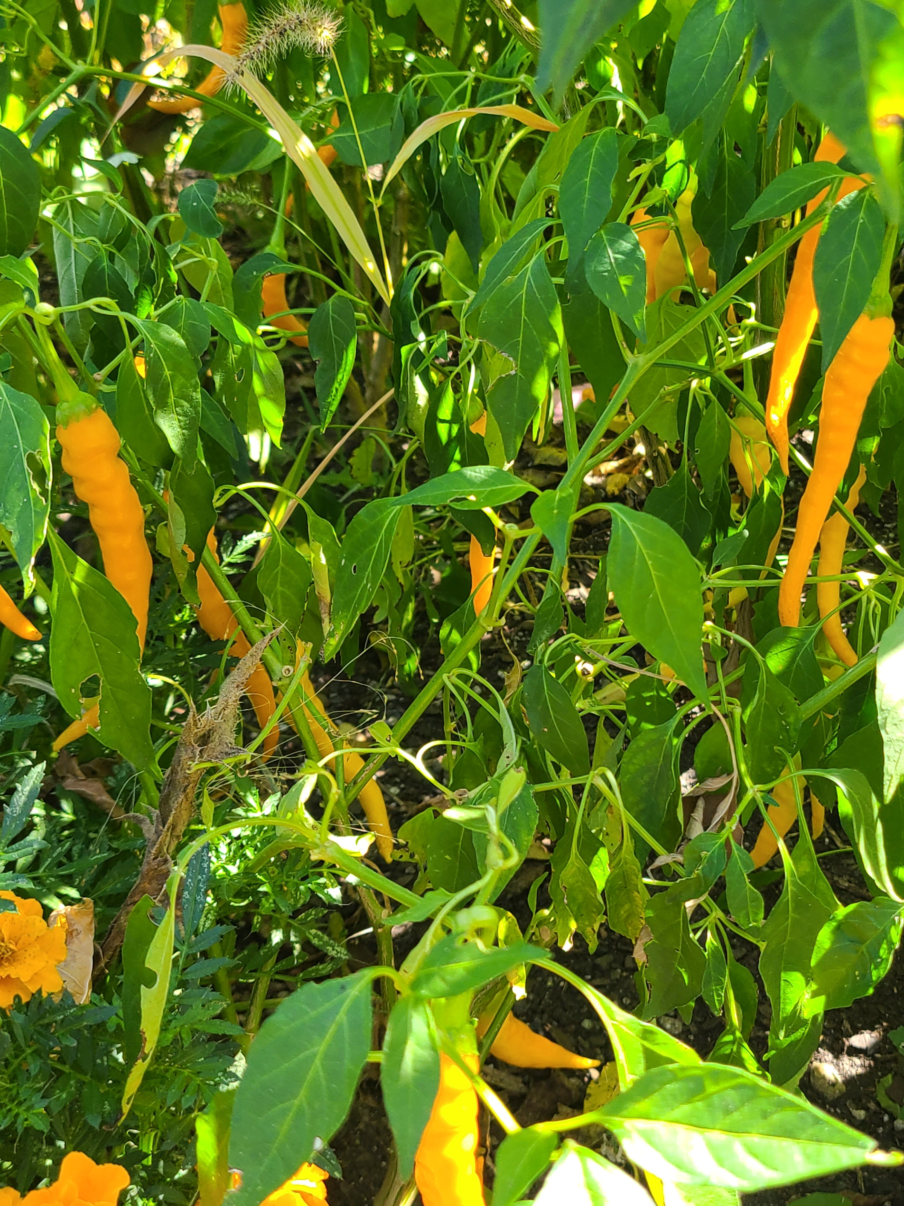 Golden cayenne