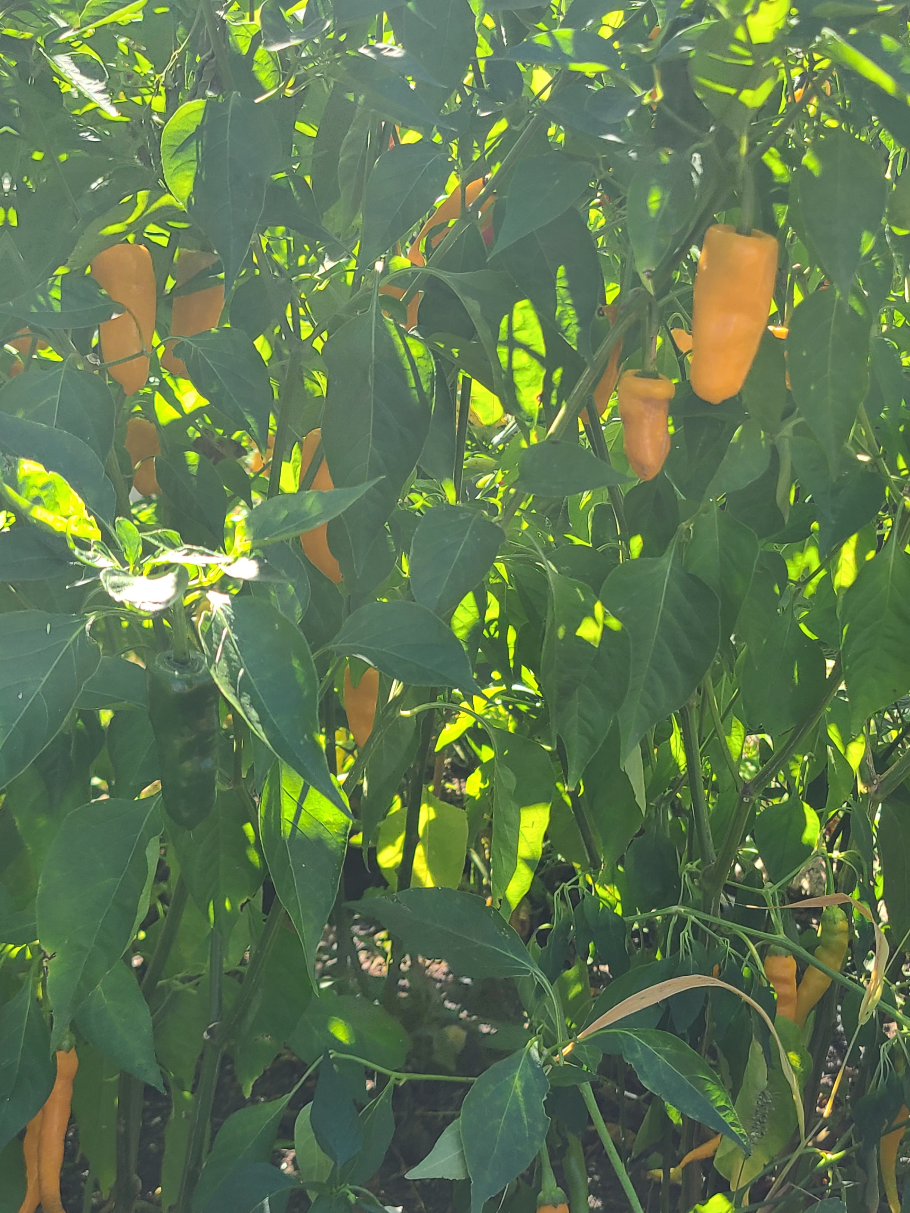 Datil Pepper