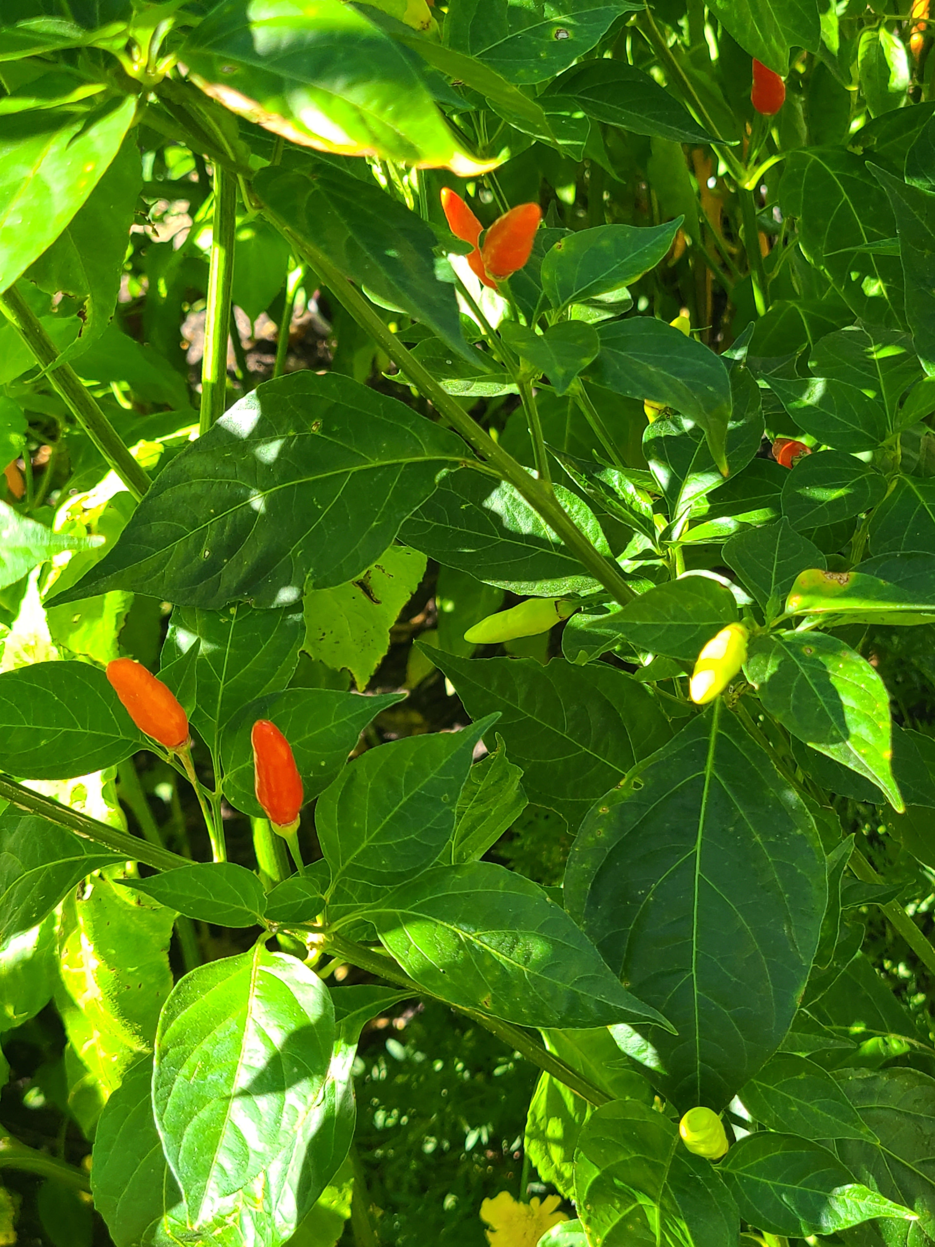 Tabasco