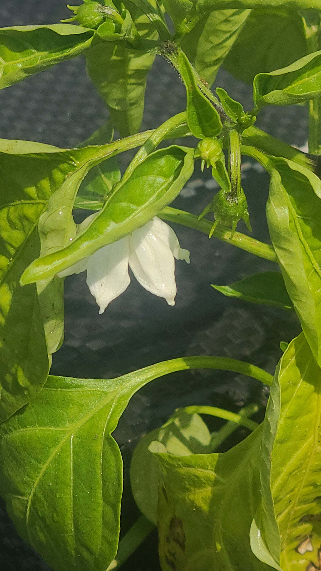 Aji Charapita Yellow