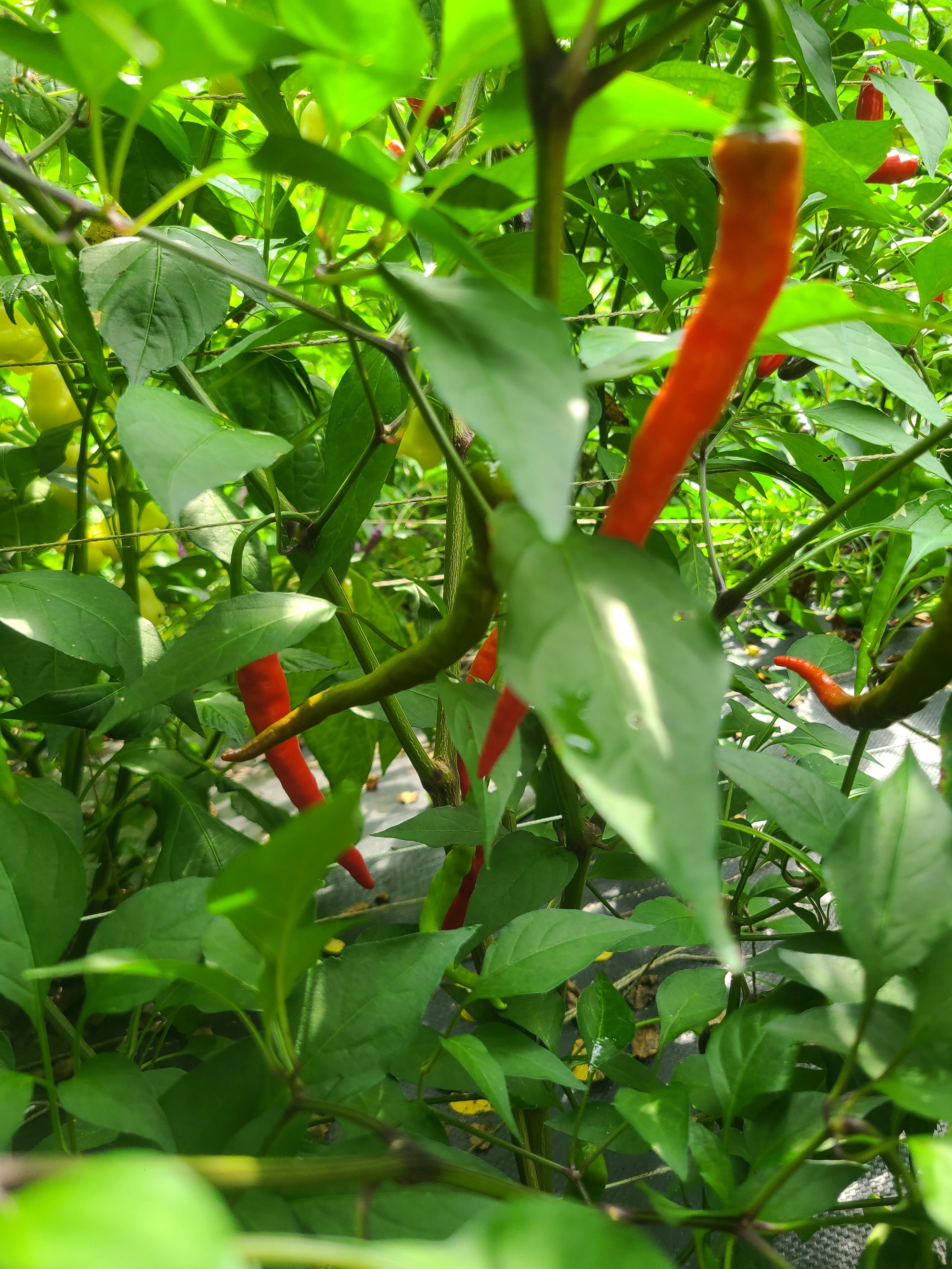 Hang jio #3 Solar Flare Pepper