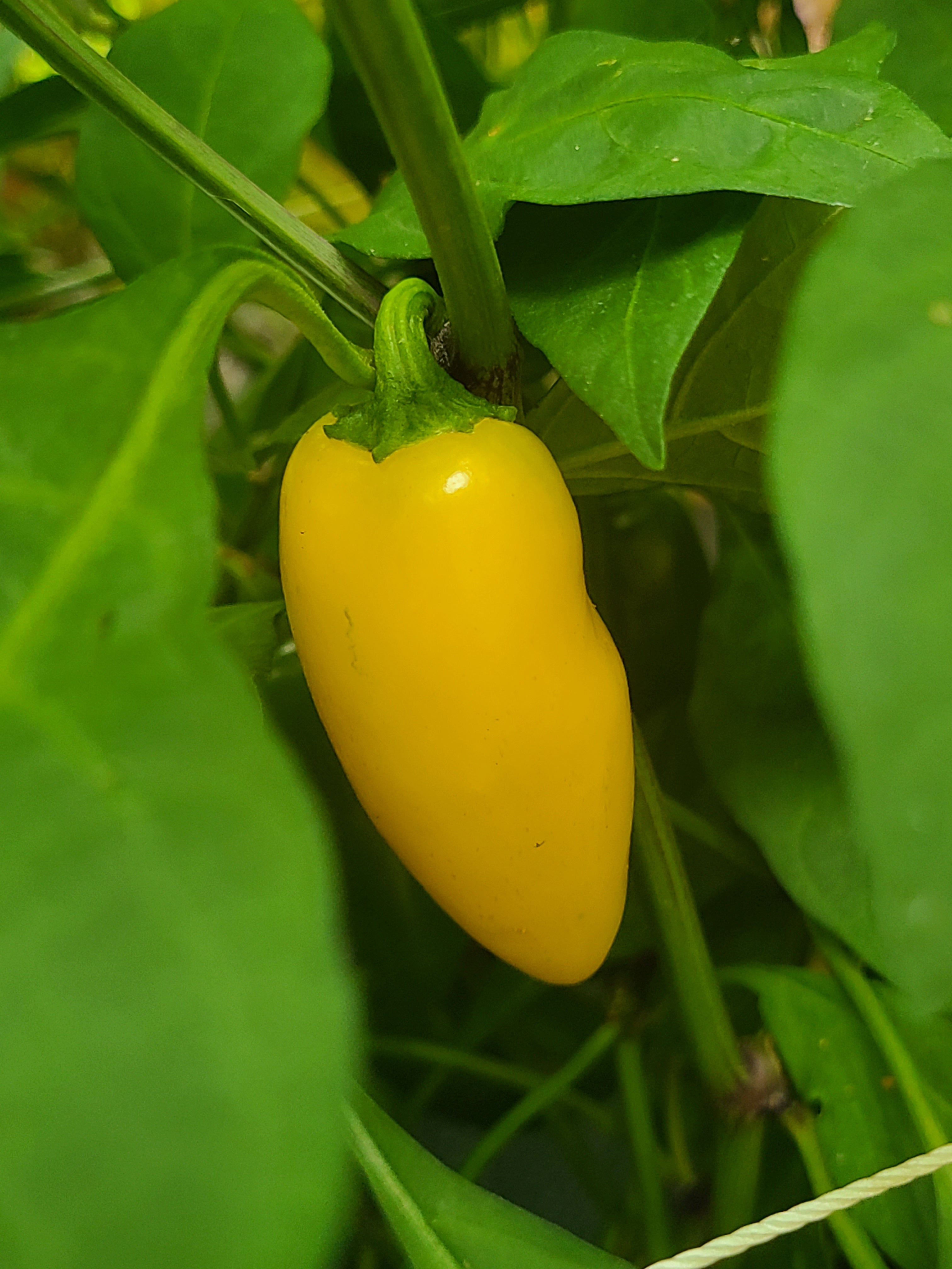 Lemon Drop Pepper (HOT)