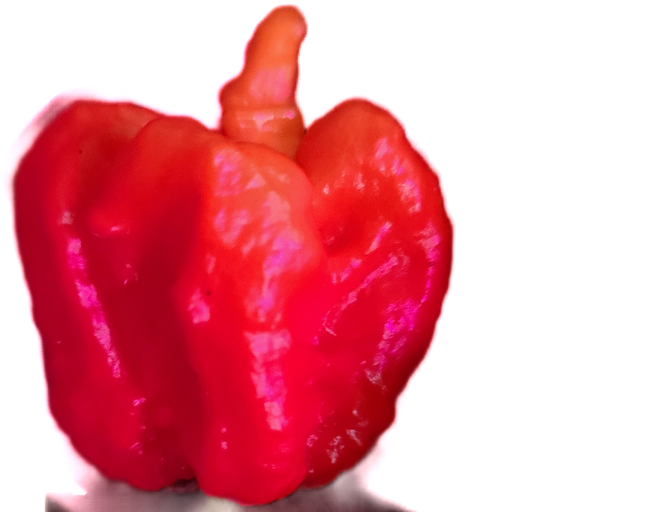 Carolina Reaper