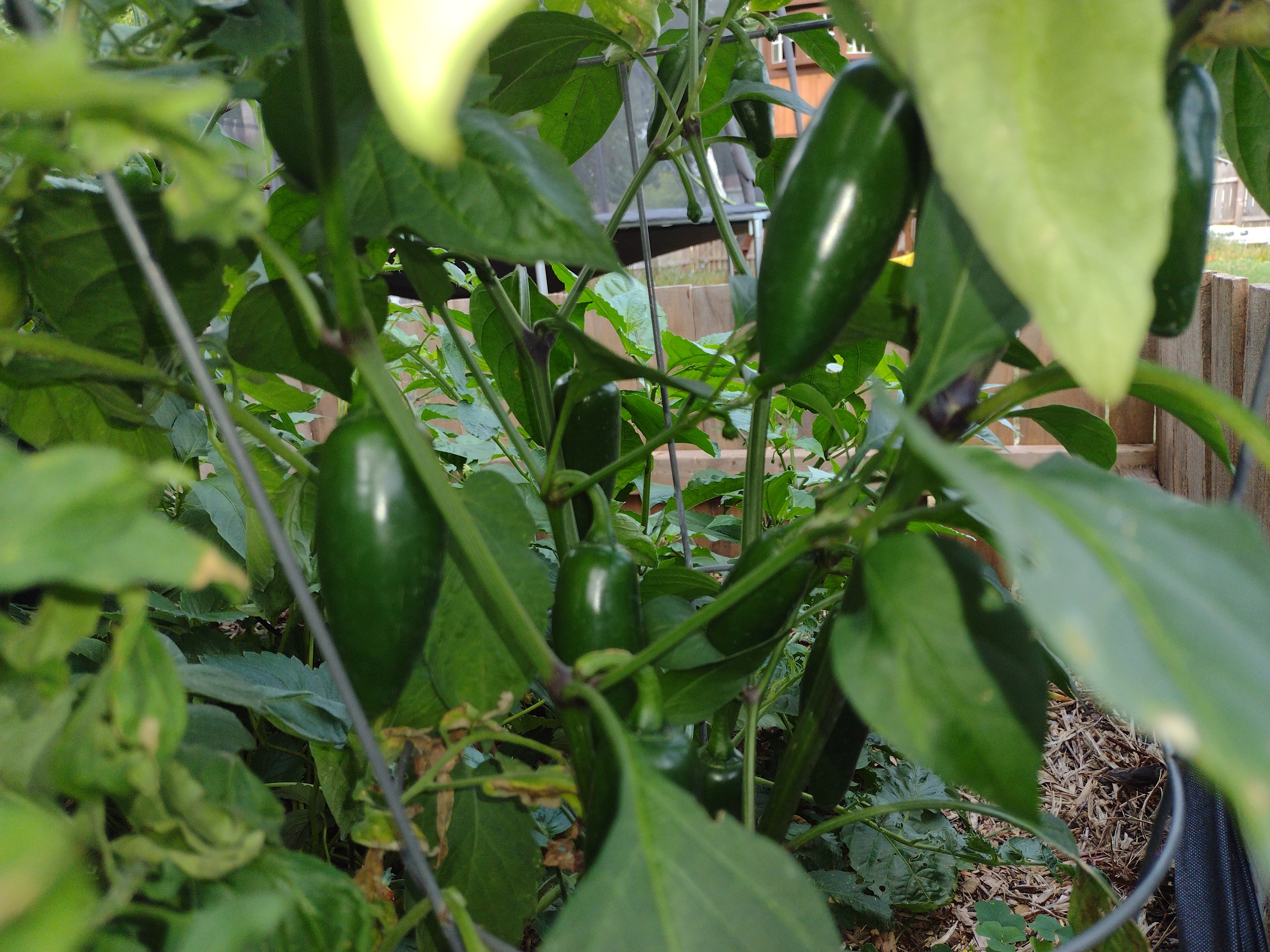Jalapeno