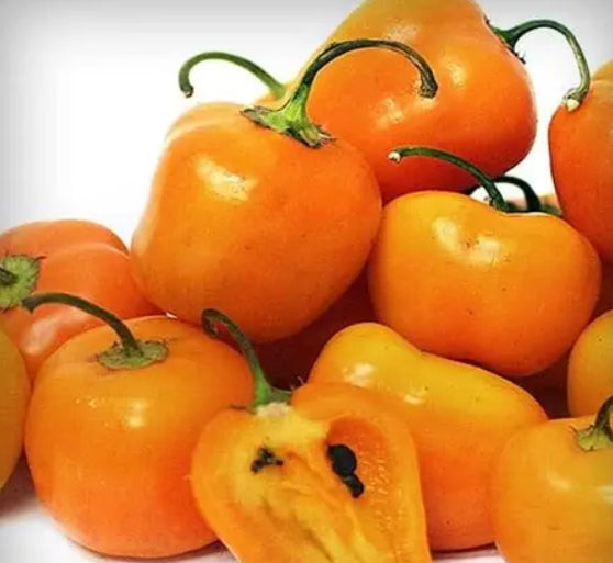 Manzano Pepper